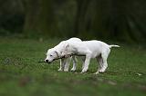 DOGUE ARGENTIN 297